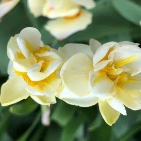 Cheerfulness Daffodil (Narcissus Cheerfulness) Img 3